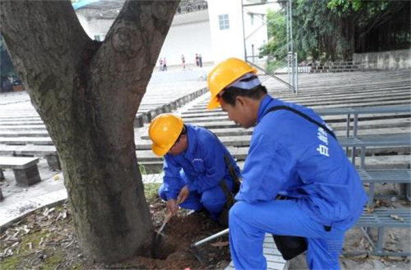 园林古树白蚁防治