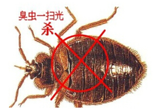 灭蟑螂